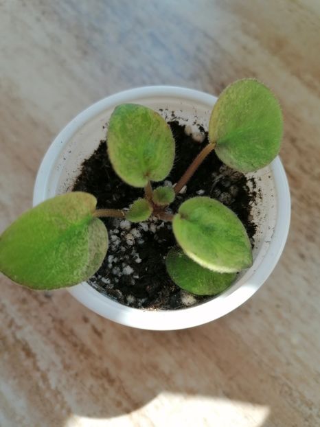 04.01. 2023 Frunză - Ramblin Dots