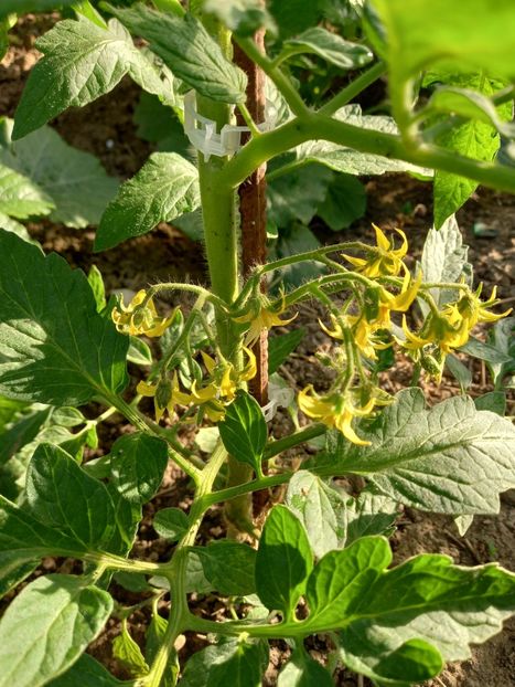  - Gradina -început și evolutie