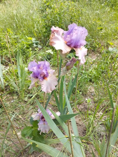  - Gradina 2023 vol 1