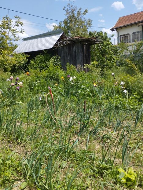  - Gradina 2023 vol 1