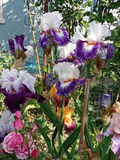  - 0001 - IRIȘI 2023