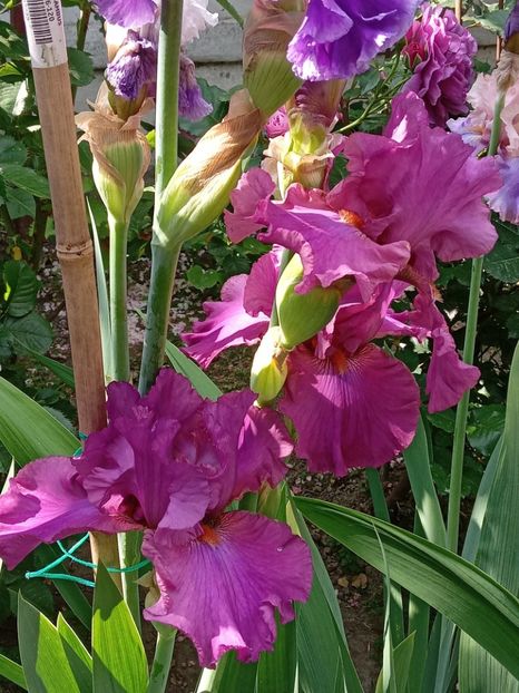  - 0001 - IRIȘI 2023