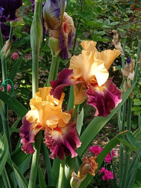  - 0001 - IRIȘI 2023