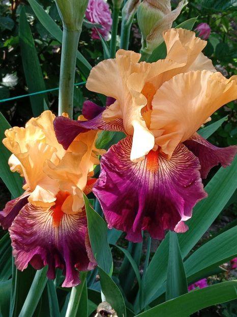  - 0001 - IRIȘI 2023