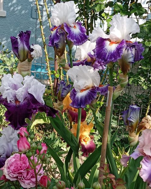  - 0001 - IRIȘI 2023