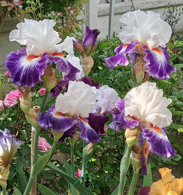  - 0001 - IRIȘI 2023