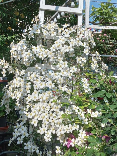  - Clematis Montana Prosperity 2022- 2023
