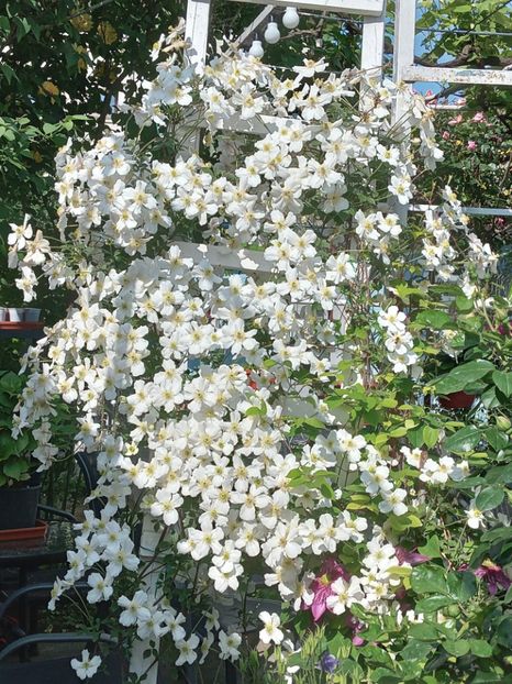  - Clematis Montana Prosperity 2022- 2023