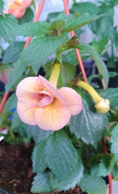 20230525_092253-1 - ACHIMENES 2023