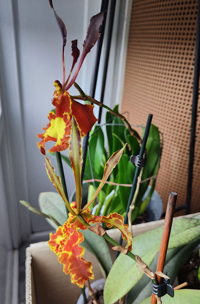 psychopsis mariposa GVtwins - Orhidee_2_psychopsis