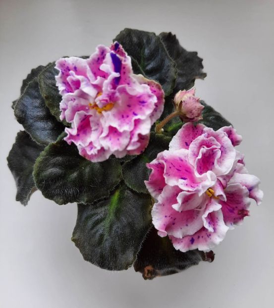 Mai 2023 - LE ROZMARI