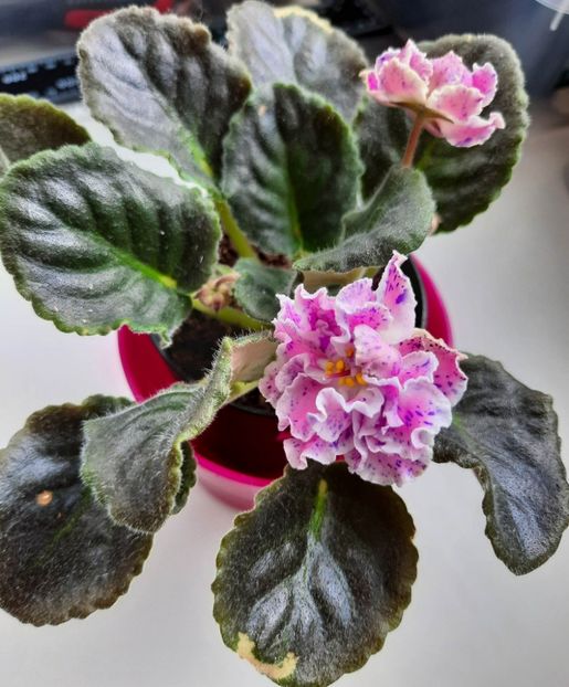 Mai 2023 - LE ROZMARI