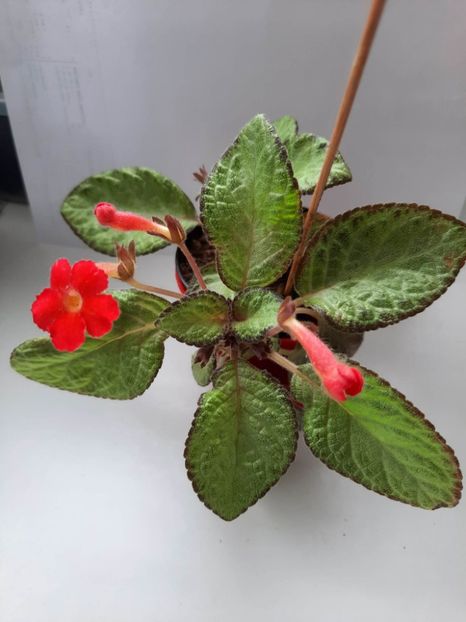 Mai 2023 - RED DEVIL