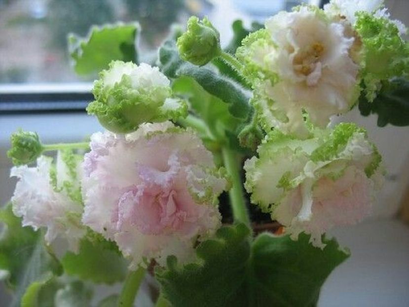 poza net - IRISH CREAM