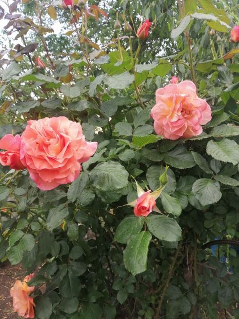  - Westerland parfumat urcator