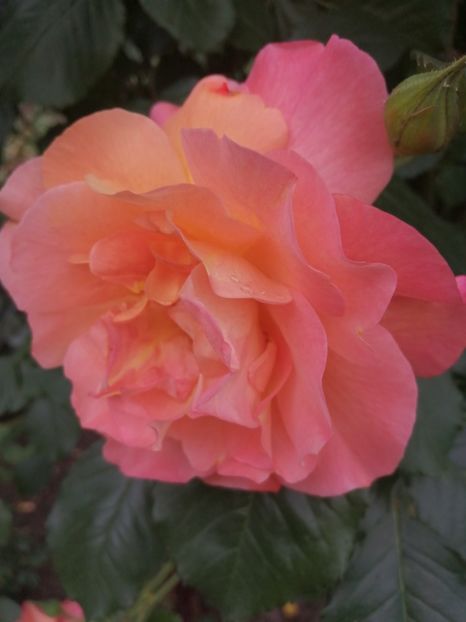  - Westerland parfumat urcator