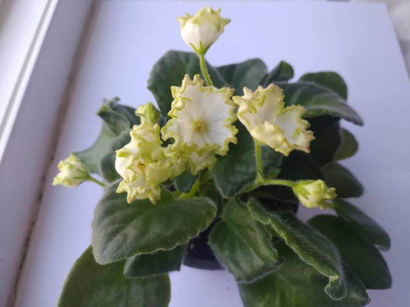 25 mai 2023 - Parnikovyj Effekt