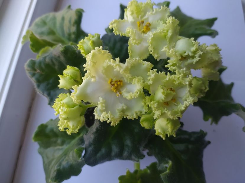 25 mai 2023 - RS Izumrudnyj Gorod