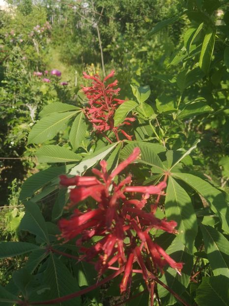  - arbori ornamentali 2023