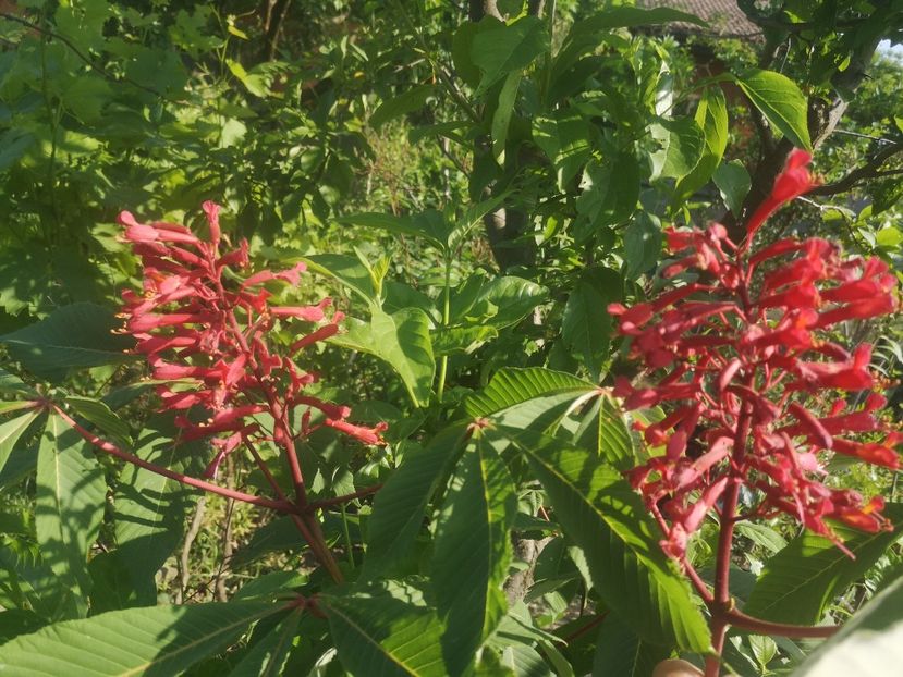 Castan rosu - arbori ornamentali 2023