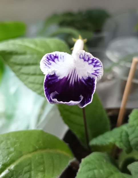  - STREPTOCARPUS