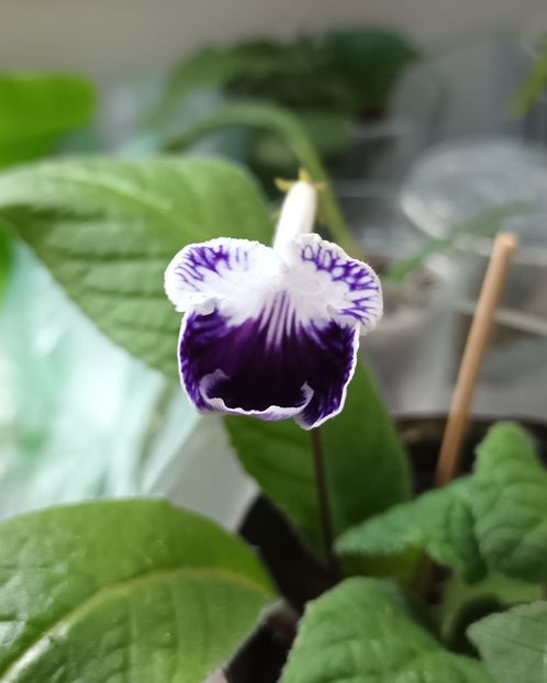  - STREPTOCARPUS