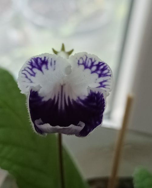  - STREPTOCARPUS