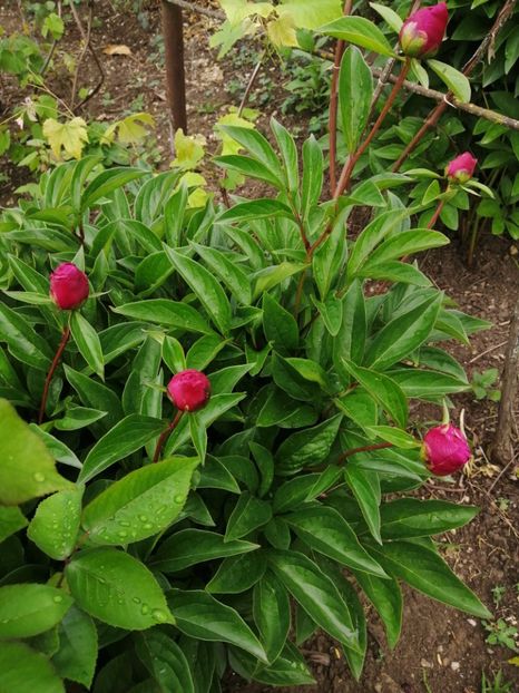  - Frumuseti la casa parinteasca