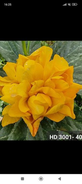 Screenshot_2023-05-21-16-25-13-424_com.facebook.katana - Gradina 2023