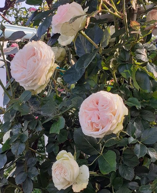  - Palais Royale 2022 - 2023-2024