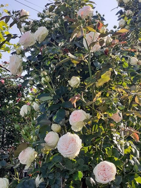  - Palais Royale 2022 - 2023-2024