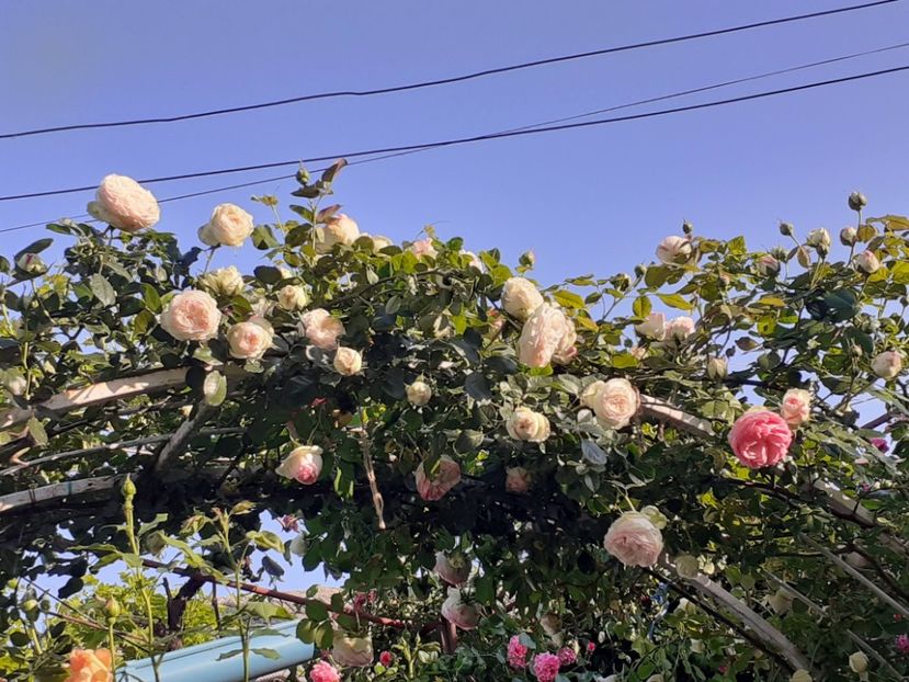  - Palais Royale 2022 - 2023-2024