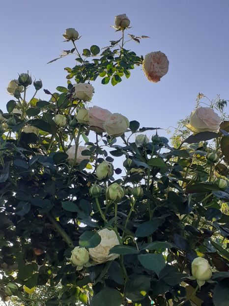  - Palais Royale 2022 - 2023-2024