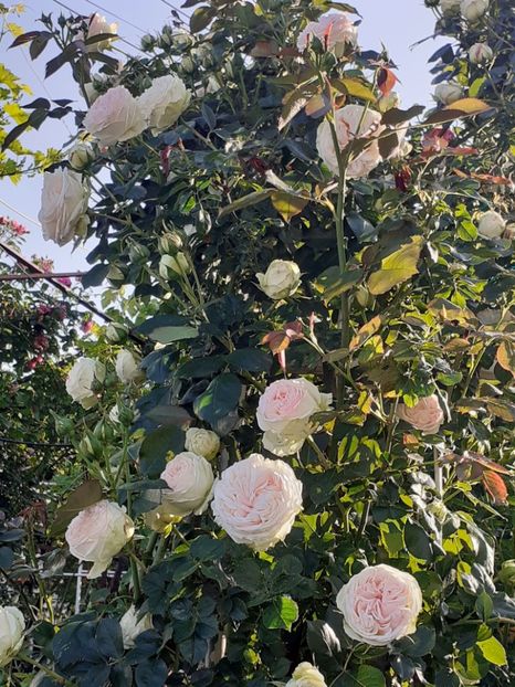  - Palais Royale 2022 - 2023-2024