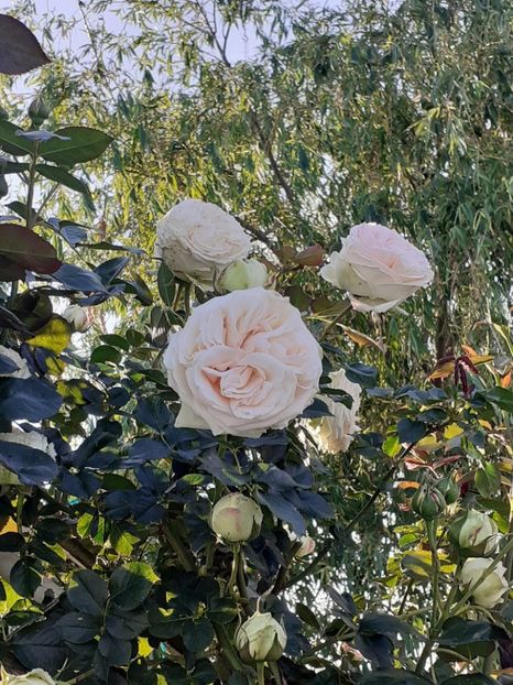  - Palais Royale 2022 - 2023-2024