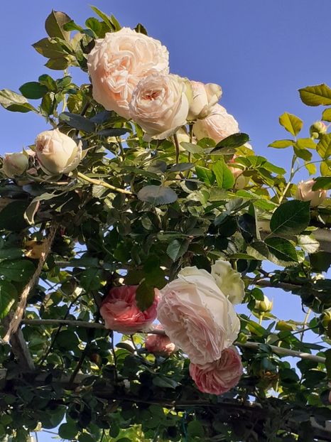  - Palais Royale 2022 - 2023-2024