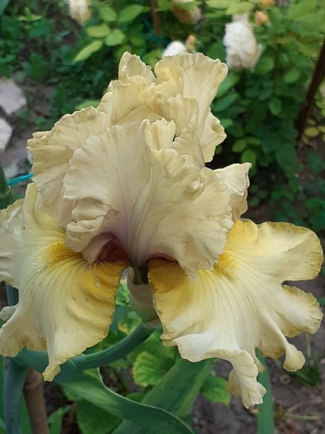  - 0001 - IRIȘI 2023