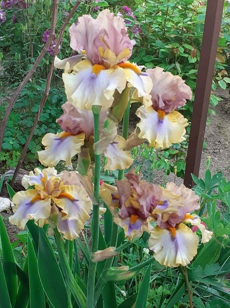  - 0001 - IRIȘI 2023