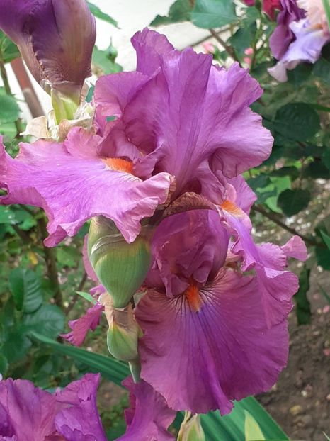  - 0001 - IRIȘI 2023