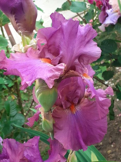  - 0001 - IRIȘI 2023