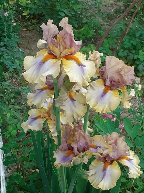 20230525_185636(0) - 0001 - IRIȘI 2023