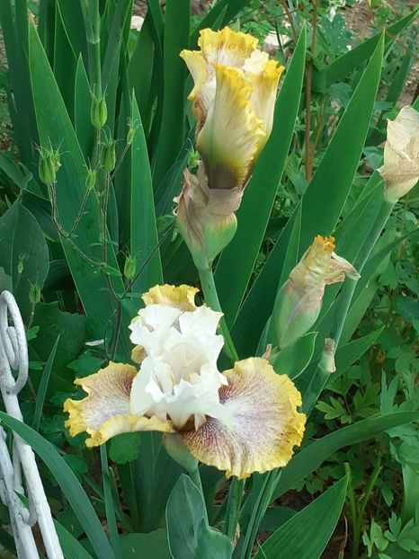  - 0001 - IRIȘI 2023