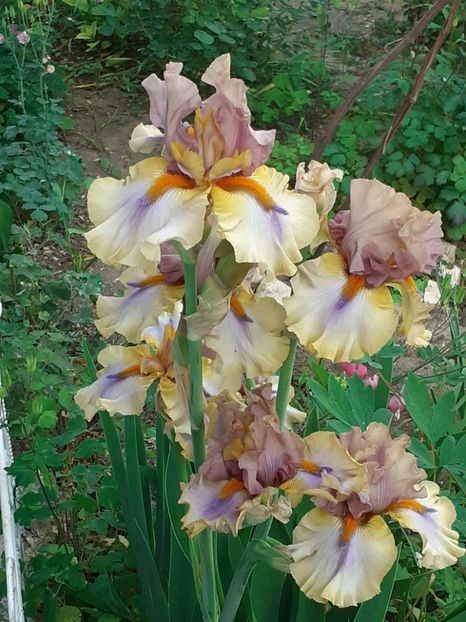  - 0001 - IRIȘI 2023