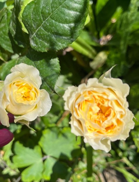 F3B4FB9E-ECBA-451D-9F91-B552D3FD8208 - Trandafiri 2023