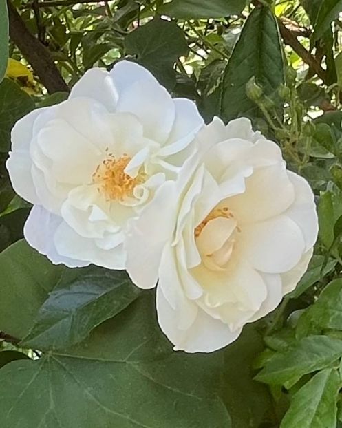 C755841D-96BF-422E-87C0-66782805B34C - Trandafiri 2023