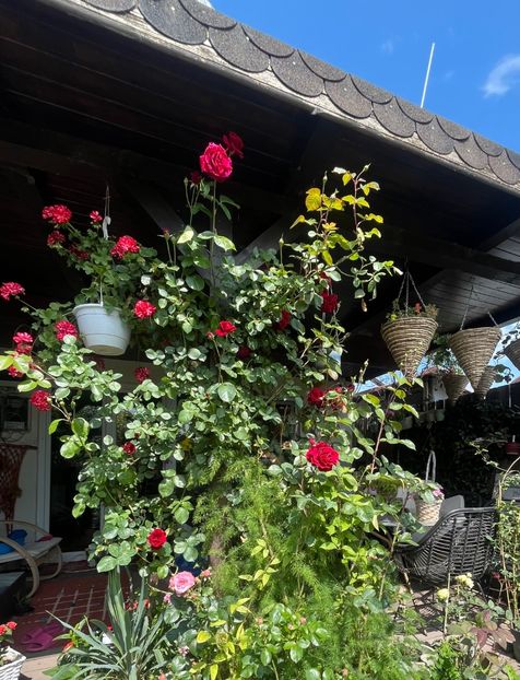 5A2E63C4-6F4D-4214-AF97-EACD70B1E930 - Trandafiri 2023