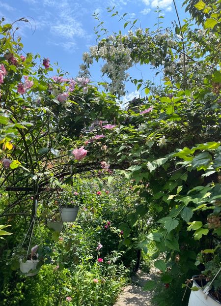 C372810E-C826-479E-A8BE-9136F105898C - Trandafiri 2023