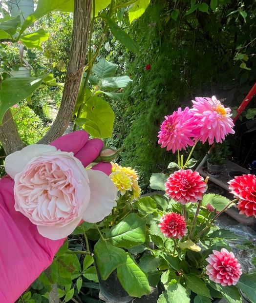 508E96E7-204B-4335-865B-E2FEC307EDB9 - Trandafiri 2023