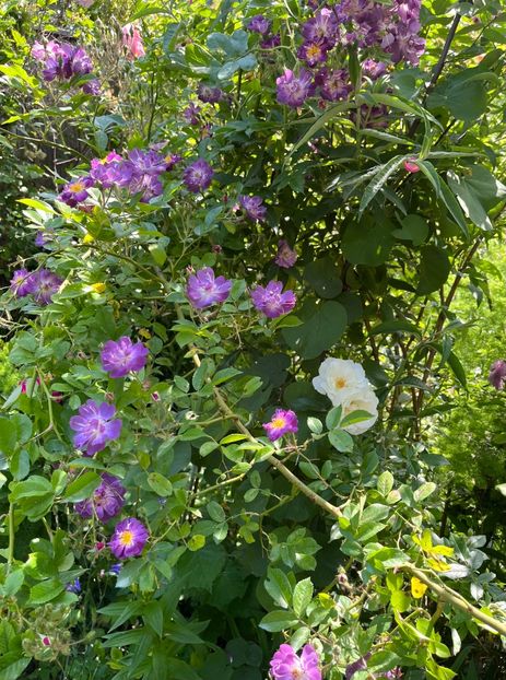 1AD82267-0C3C-4FD6-8D29-268E2EC4C120 - Trandafiri 2023