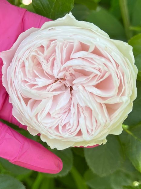 5B05B351-D73E-4443-93F7-D155CE725022 - Trandafiri 2023